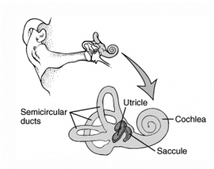 Vestibular system